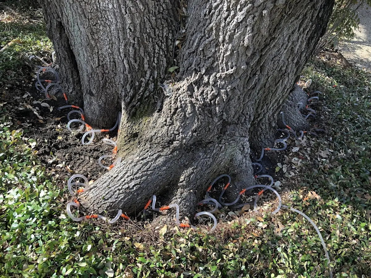 Detailed Tree Cabling and Bracing job site in Mina