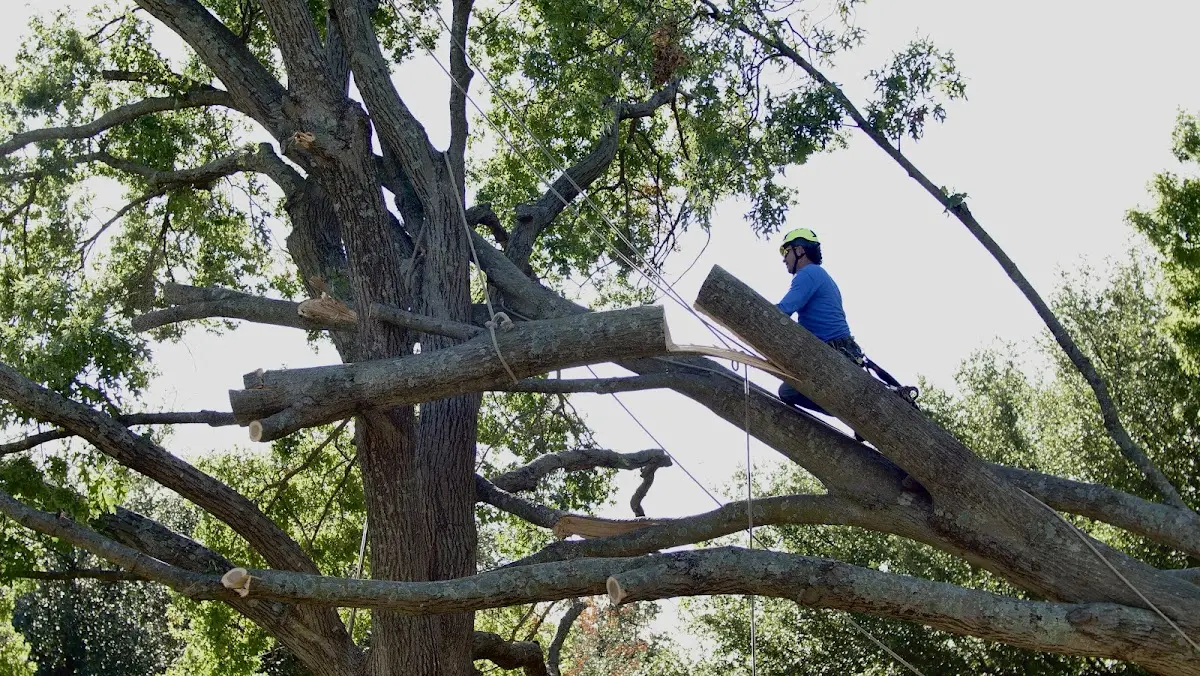 Professional Crown Thinning performed by certified arborists in Mina